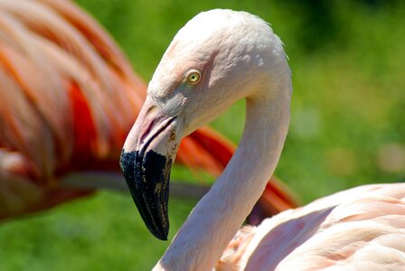 Animal plumage pink photo