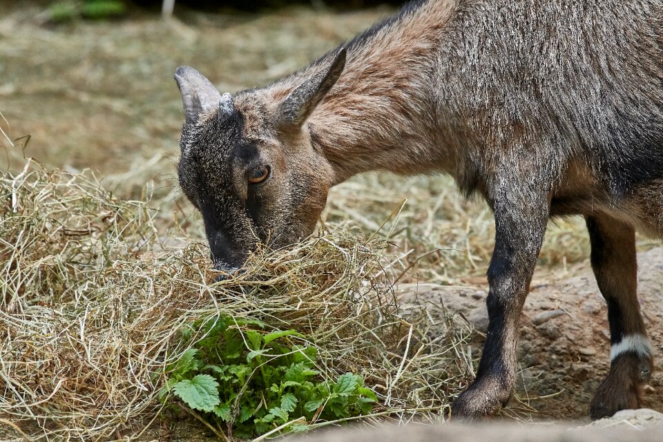 Mammal animal world animal
