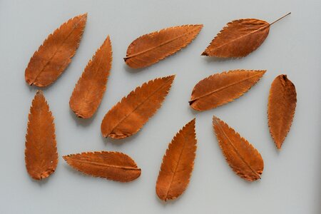 Rowan samples template