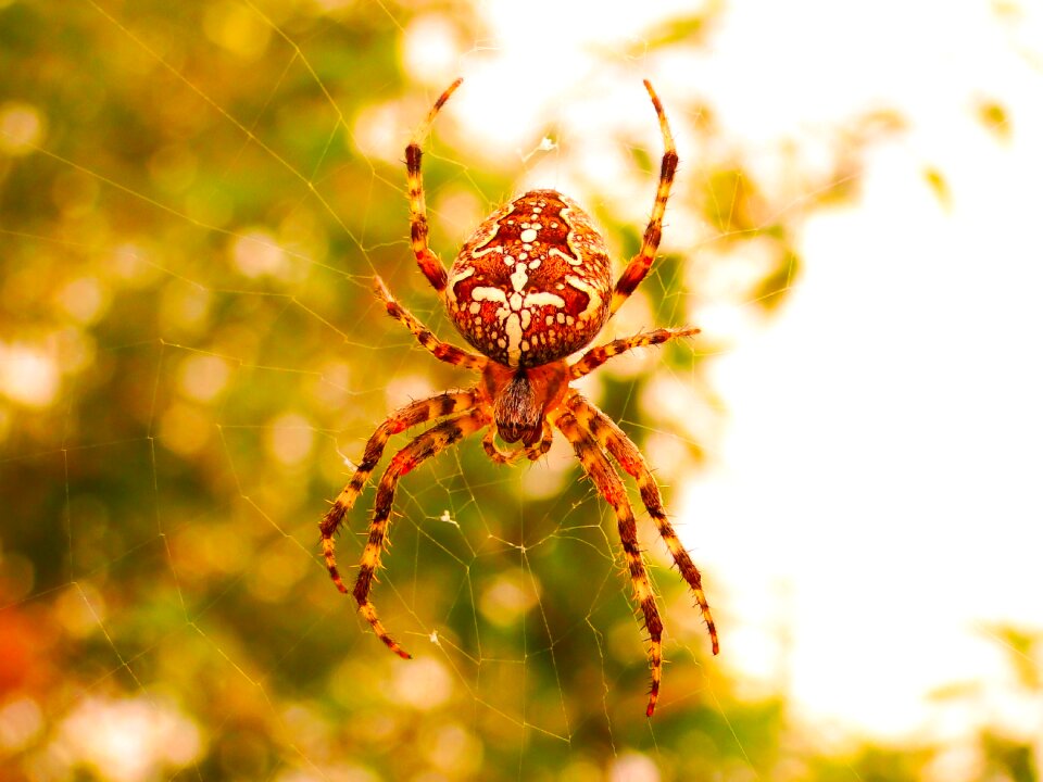 Insect animals nature
