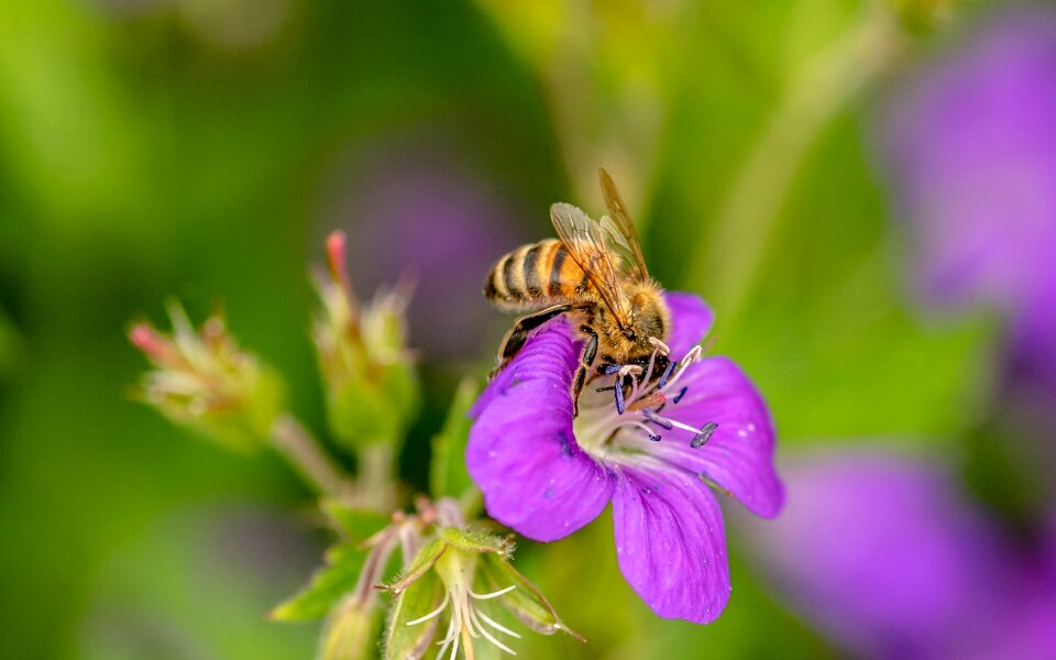 Nectar search collect nectar cranesbill
