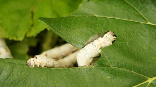 Mulberry who in the powder freeze-drying soap in the