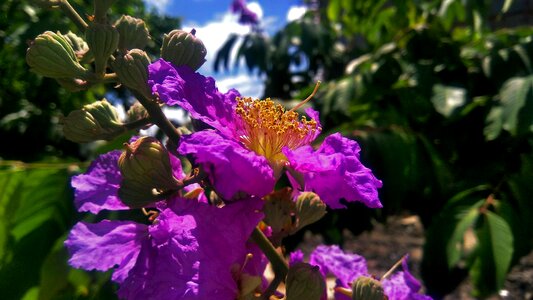 One must have sunshine freedom and a little flower
