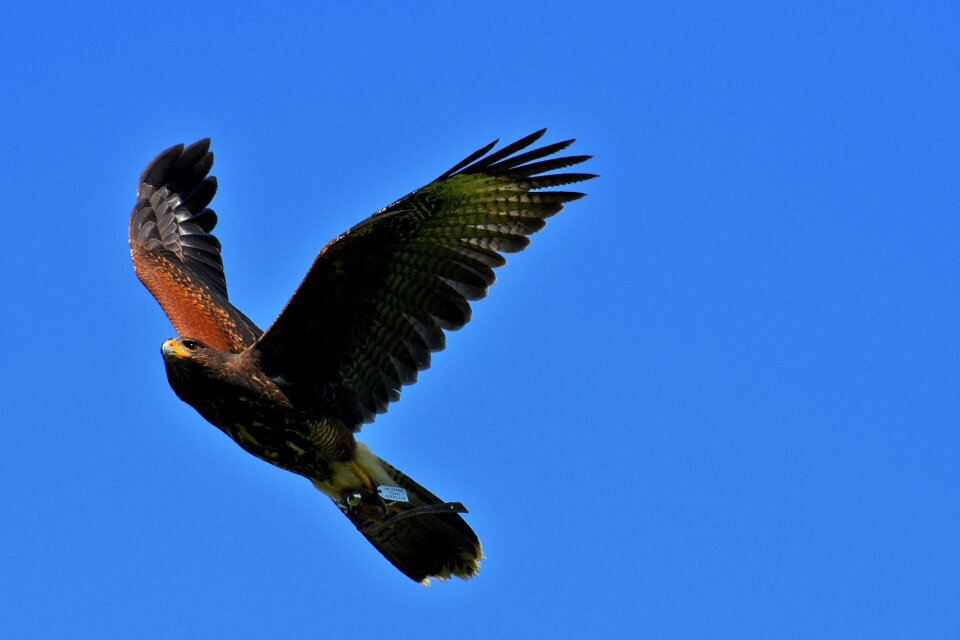 Animal flying noble
