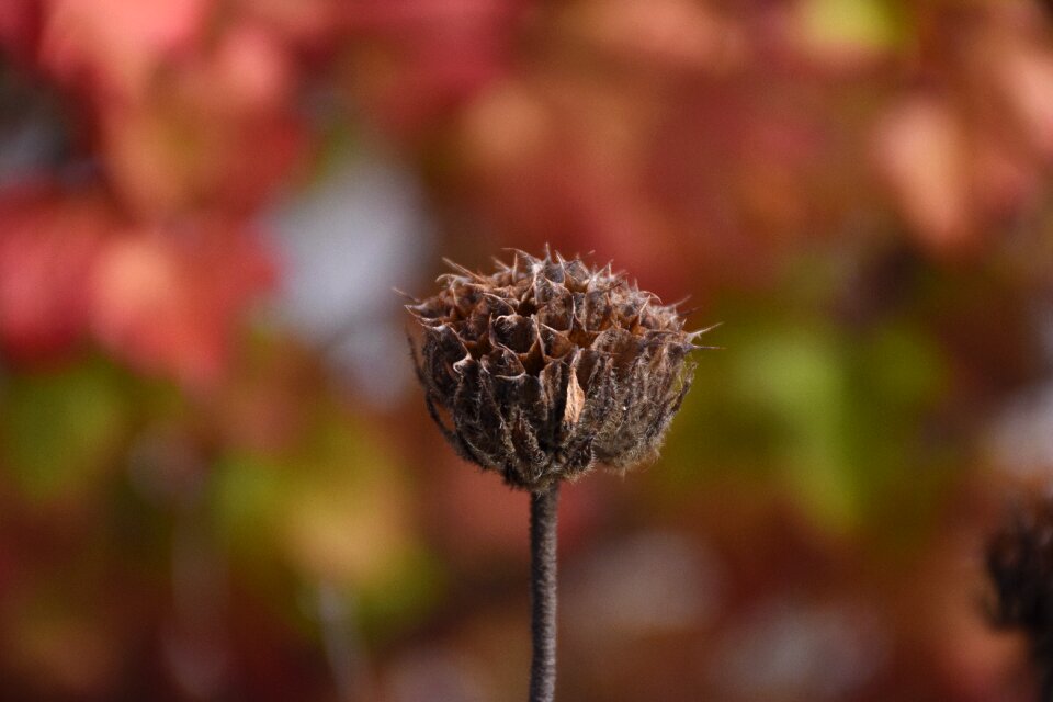 Close up autumn fall foliage