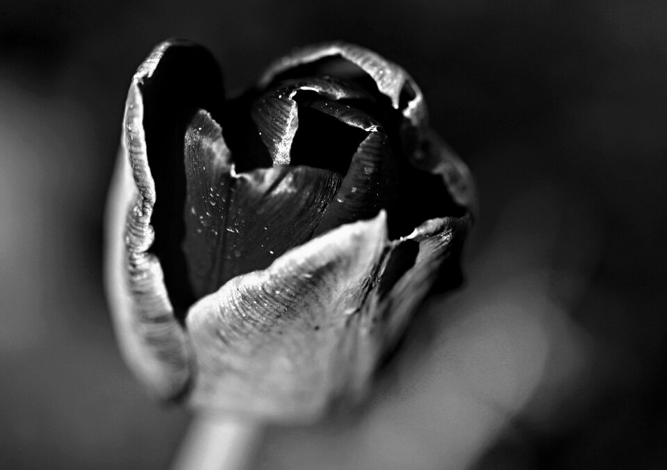 Spring tulip flowering
