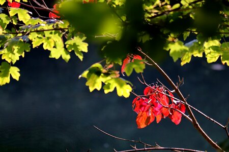 Branches leaves oak