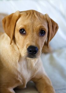 Dog pet canine portrait photo