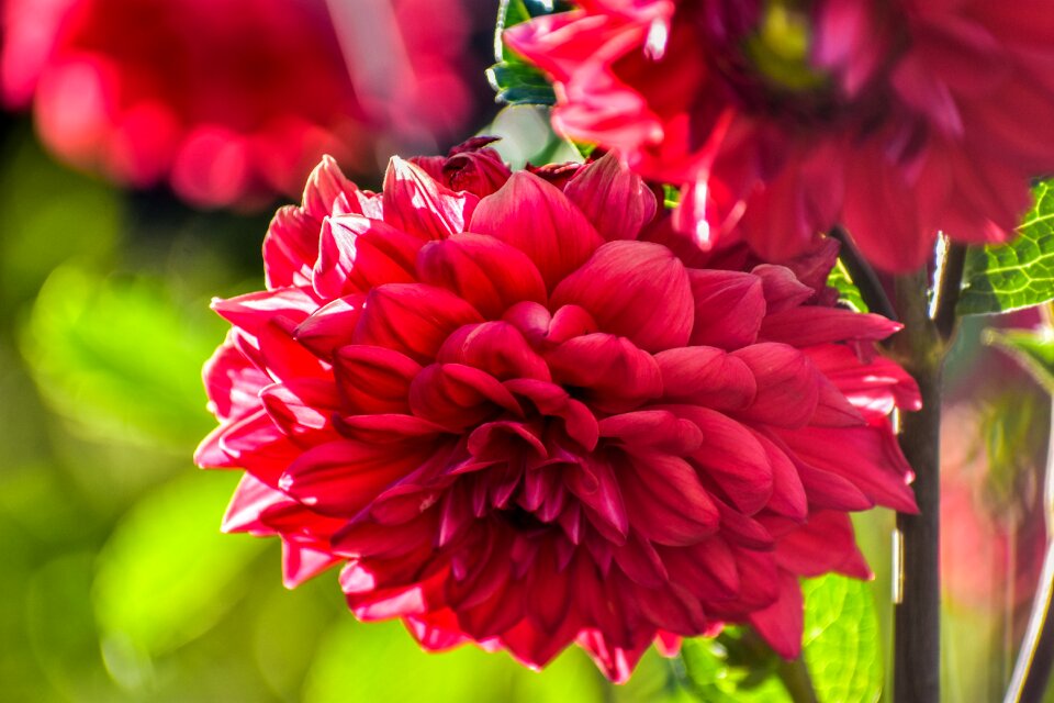 Romance nature color