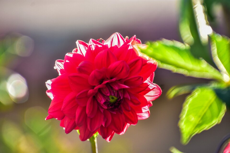 Romance nature color
