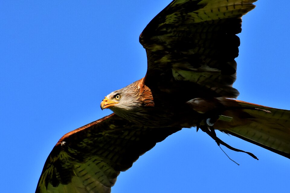 Raptor bird of prey feather