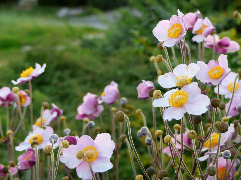 Gentle summer bloom