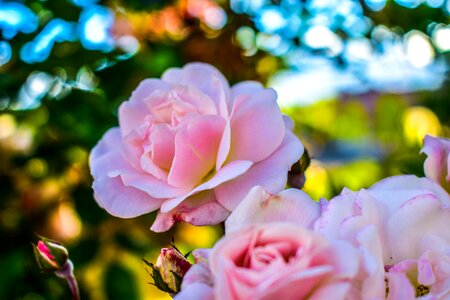 Nature color roses photo