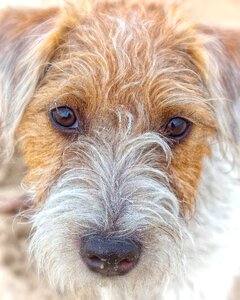 Terrier purebred dog look photo