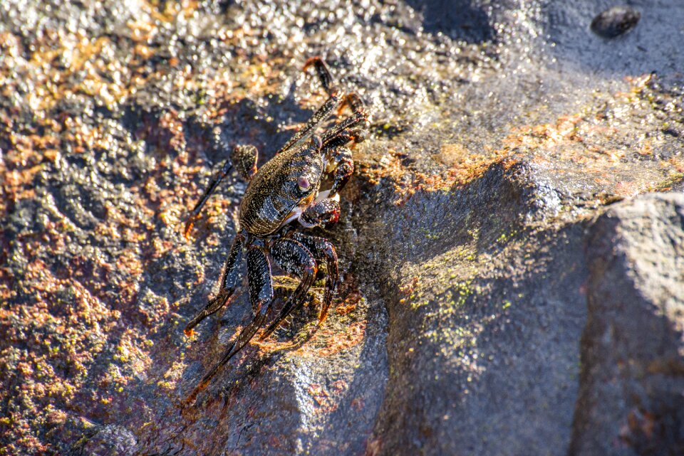 Coast crustaceans animal