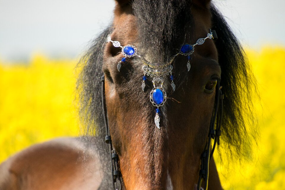 Portrait mammal horse