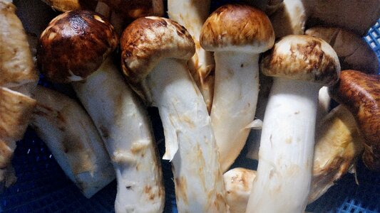 Natural mushrooms pine scent health photo
