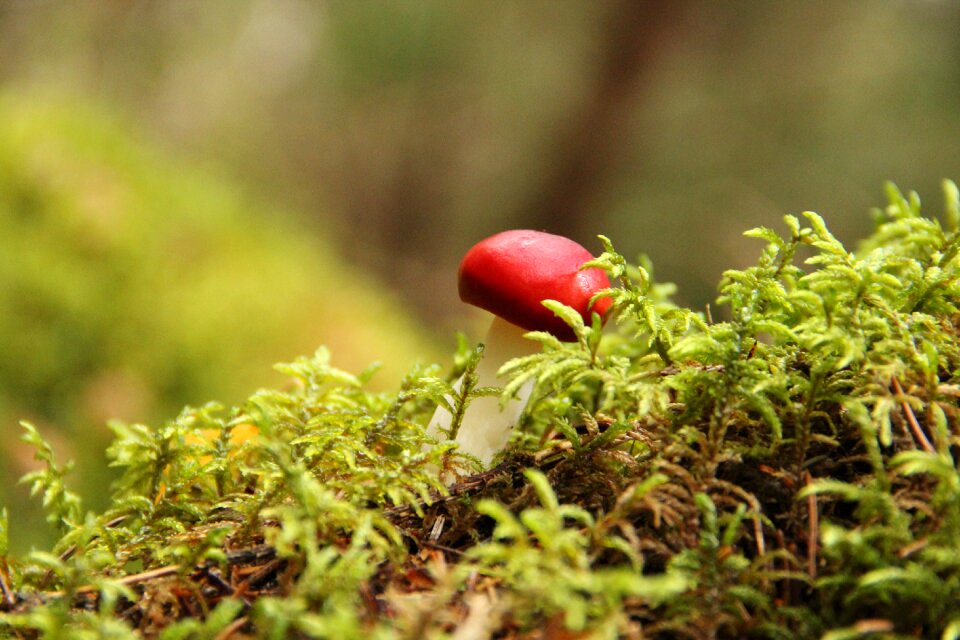 Autumn nature toxic