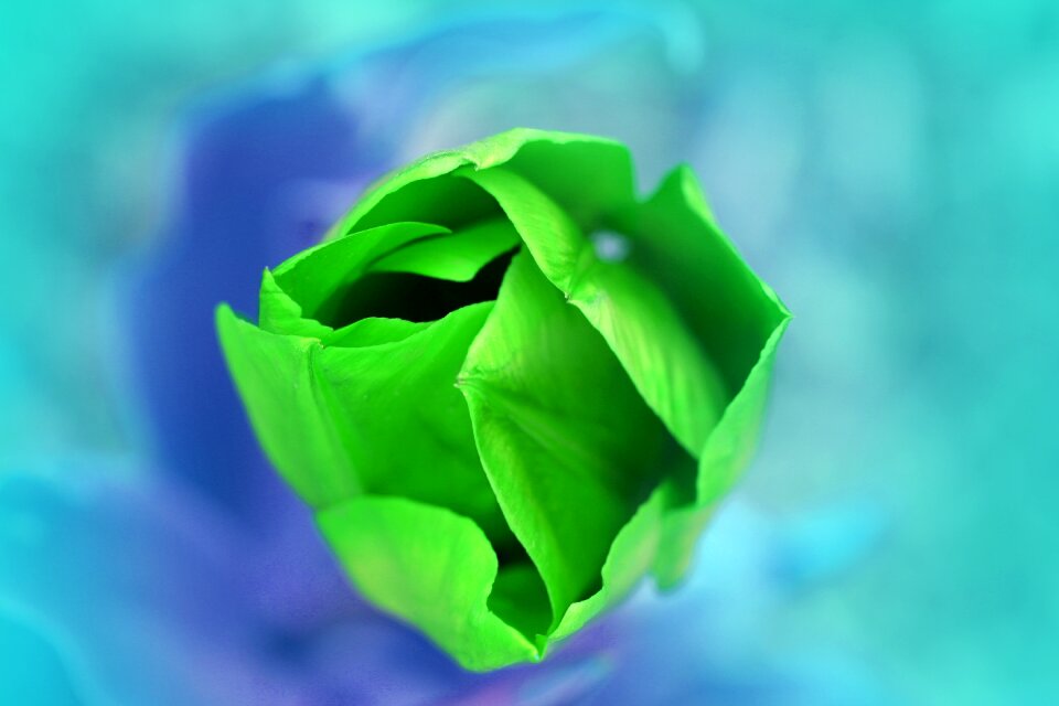 Background blue color garden