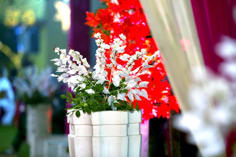 Red white natural beauty