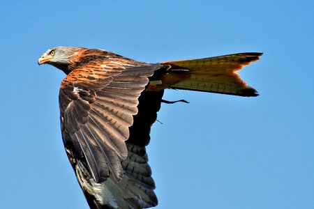 Raptor bird of prey feather photo
