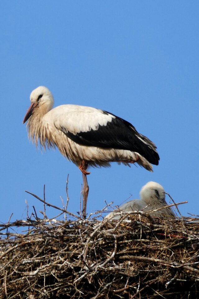 Plumage rattle stork feather
