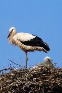 Plumage rattle stork feather photo