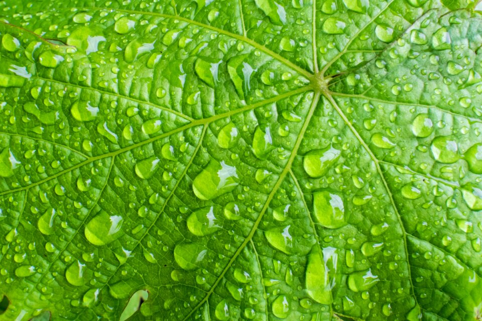 Green abstract detail