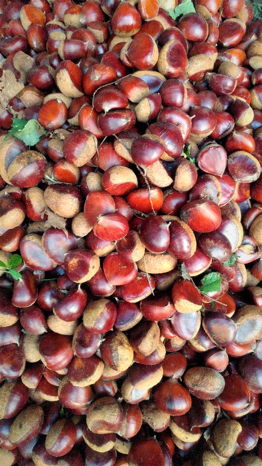 Autumn fruit harvest