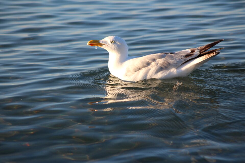 Water bird animal world coast