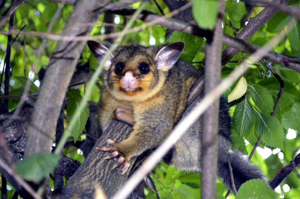 Cute animal tree cute