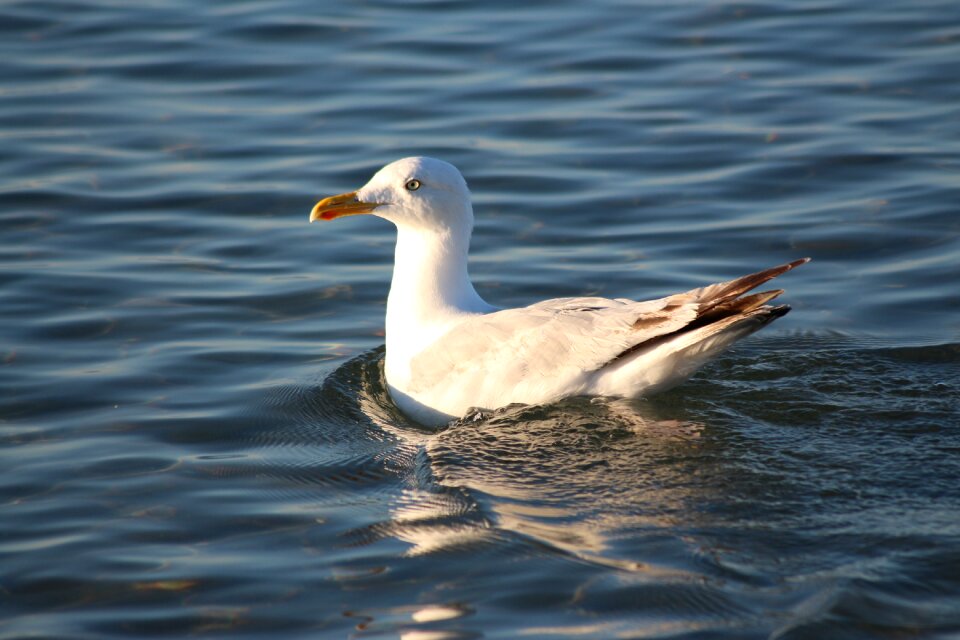 Water bird animal world coast