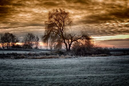 Tree cold frosty photo