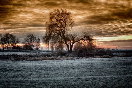 Tree cold frosty