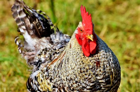 Cockscomb bird animal