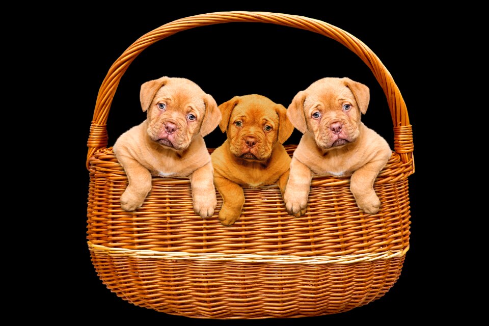 Basket bordeaux mastiff cute