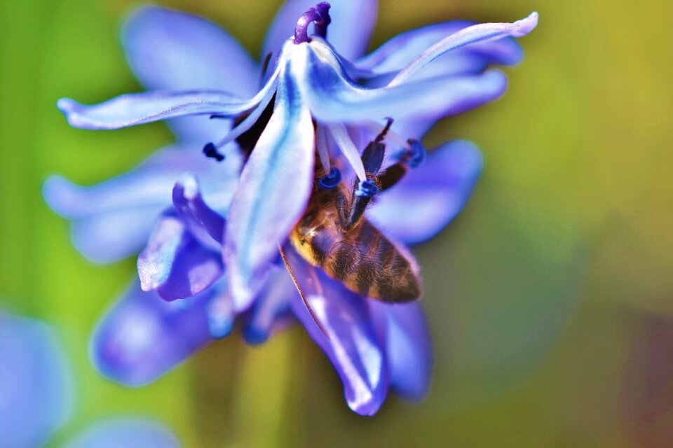 Pollen insect blossom