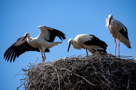 Rattle stork white stork birds