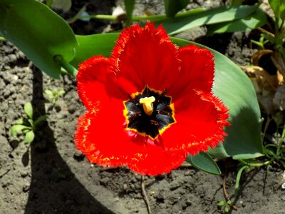 Plant garden sheet
