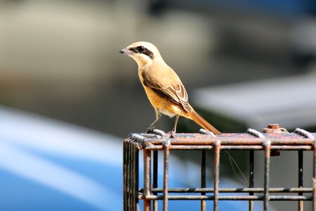 Natural bird avian