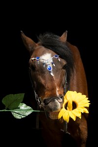 Mammal portrait sunflower