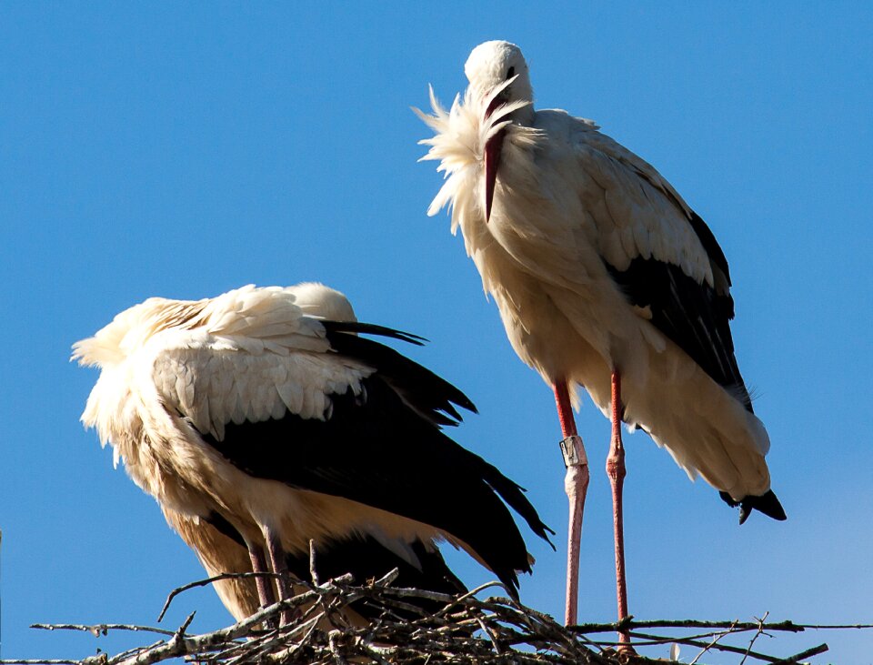 Rattle stork white stork birds photo