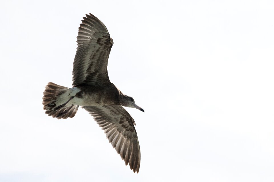 Nature water flight