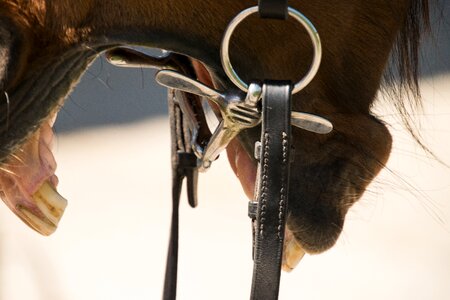 Tongue teeth bridle