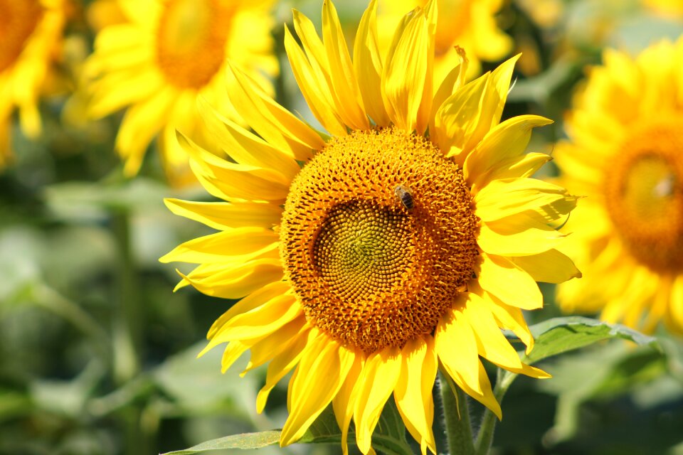 Summer agriculture farm