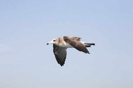 Nature water flight photo