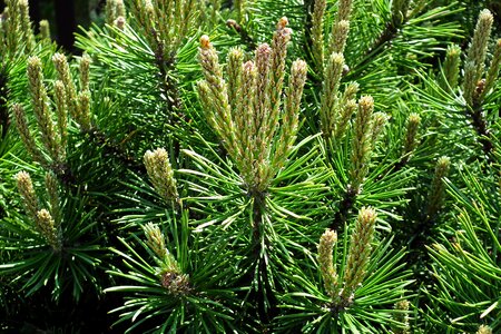 Plants evergreen tree mountain pine