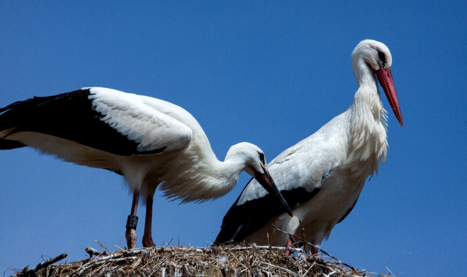 Rattle stork white stork birds photo