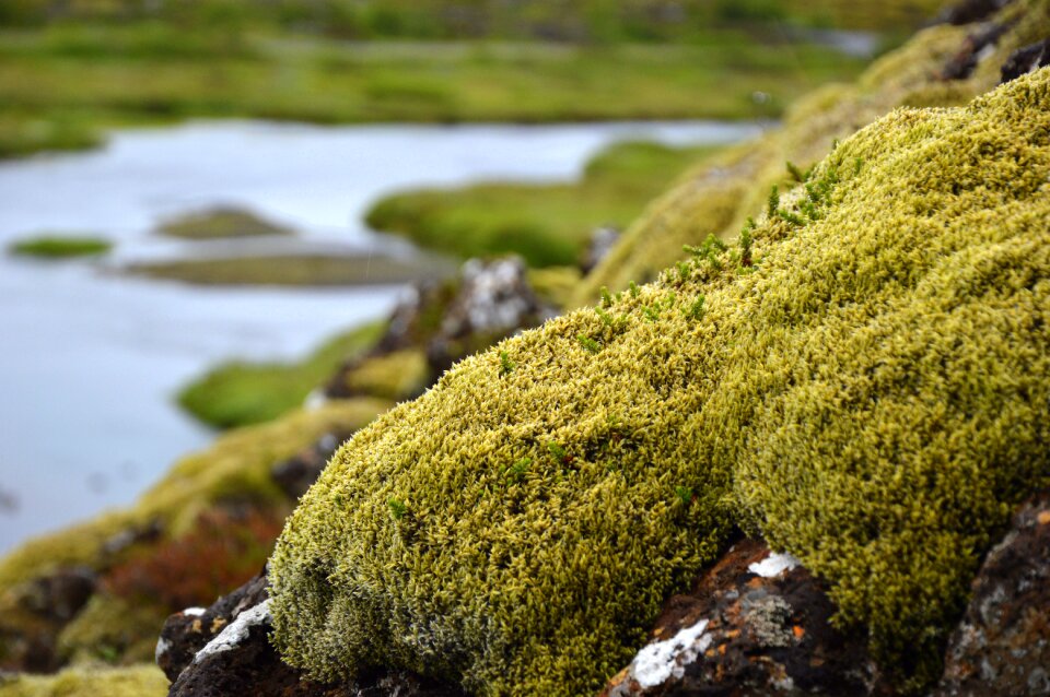 Vegetation landscape flora