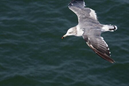 Nature water flight